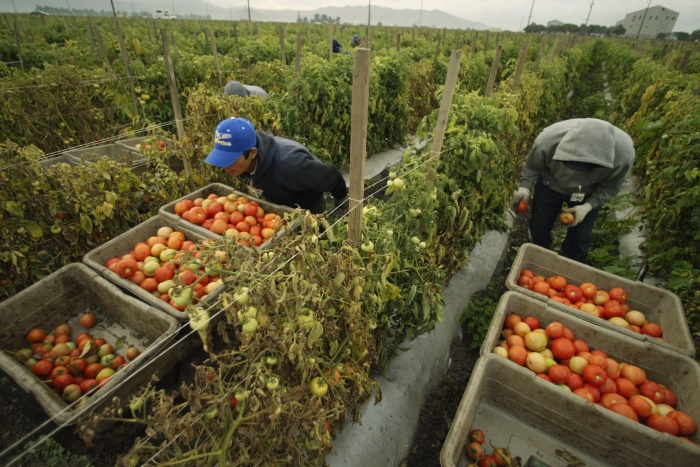 Rapporto tra mafia e lavoro