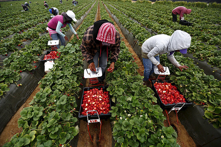 CAPORALATO E SFRUTTAMENTO DEL LAVORO